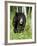 Captive Black Bear (Ursus Americanus), Sandstone, Minnesota-James Hager-Framed Photographic Print