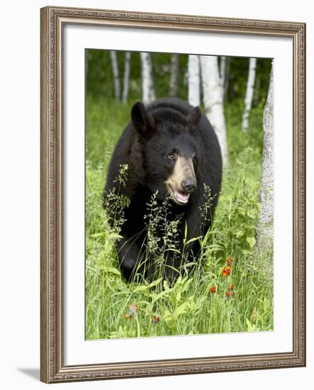 Captive Black Bear (Ursus Americanus), Sandstone, Minnesota-James Hager-Framed Photographic Print