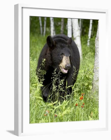 Captive Black Bear (Ursus Americanus), Sandstone, Minnesota-James Hager-Framed Photographic Print