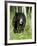 Captive Black Bear (Ursus Americanus), Sandstone, Minnesota-James Hager-Framed Photographic Print