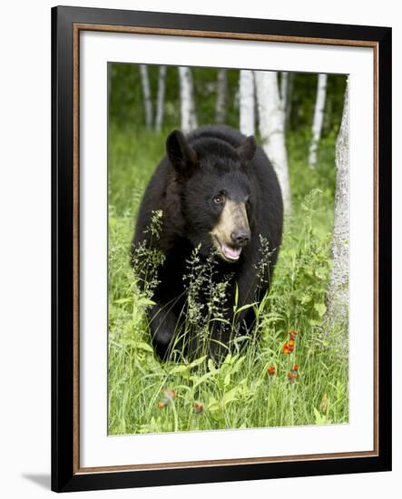 Captive Black Bear (Ursus Americanus), Sandstone, Minnesota-James Hager-Framed Photographic Print