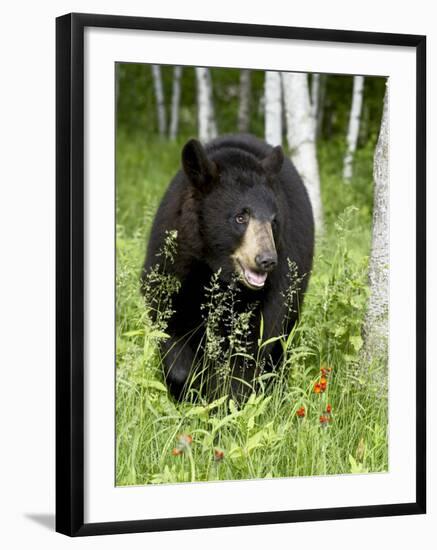 Captive Black Bear (Ursus Americanus), Sandstone, Minnesota-James Hager-Framed Photographic Print