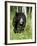 Captive Black Bear (Ursus Americanus), Sandstone, Minnesota-James Hager-Framed Photographic Print