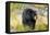 Captive black bear (Ursus americanus) Wildlife Conservation Center, Girlwood-Jan Miracky-Framed Premier Image Canvas