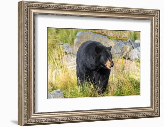 Captive black bear (Ursus americanus) Wildlife Conservation Center, Girlwood-Jan Miracky-Framed Photographic Print