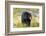 Captive black bear (Ursus americanus) Wildlife Conservation Center, Girlwood-Jan Miracky-Framed Photographic Print