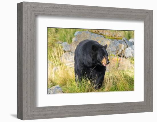 Captive black bear (Ursus americanus) Wildlife Conservation Center, Girlwood-Jan Miracky-Framed Photographic Print