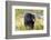 Captive black bear (Ursus americanus) Wildlife Conservation Center, Girlwood-Jan Miracky-Framed Photographic Print