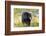 Captive black bear (Ursus americanus) Wildlife Conservation Center, Girlwood-Jan Miracky-Framed Photographic Print
