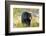 Captive black bear (Ursus americanus) Wildlife Conservation Center, Girlwood-Jan Miracky-Framed Photographic Print