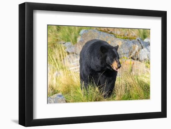 Captive black bear (Ursus americanus) Wildlife Conservation Center, Girlwood-Jan Miracky-Framed Photographic Print