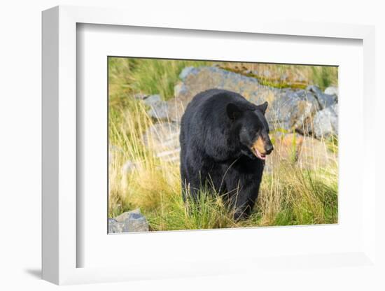 Captive black bear (Ursus americanus) Wildlife Conservation Center, Girlwood-Jan Miracky-Framed Photographic Print