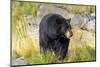 Captive black bear (Ursus americanus) Wildlife Conservation Center, Girlwood-Jan Miracky-Mounted Photographic Print