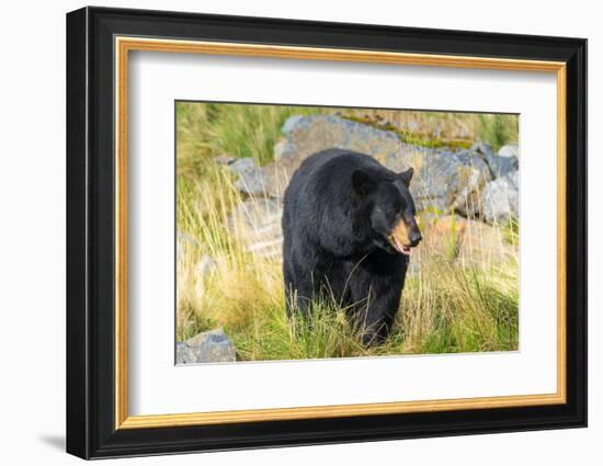 Captive black bear (Ursus americanus) Wildlife Conservation Center, Girlwood-Jan Miracky-Framed Photographic Print