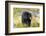 Captive black bear (Ursus americanus) Wildlife Conservation Center, Girlwood-Jan Miracky-Framed Photographic Print