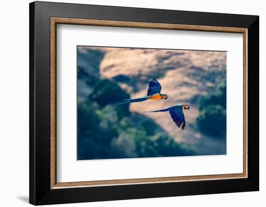 Captive blue and gold macaws fly together, Lotus, California, USA.-Betty Sederquist-Framed Photographic Print