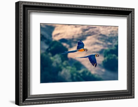 Captive blue and gold macaws fly together, Lotus, California, USA.-Betty Sederquist-Framed Photographic Print