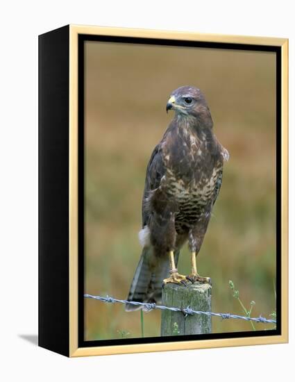 Captive Buzzard (Buteo Buteo), United Kingdom-Steve & Ann Toon-Framed Premier Image Canvas