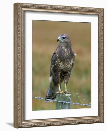 Captive Buzzard (Buteo Buteo), United Kingdom-Steve & Ann Toon-Framed Photographic Print