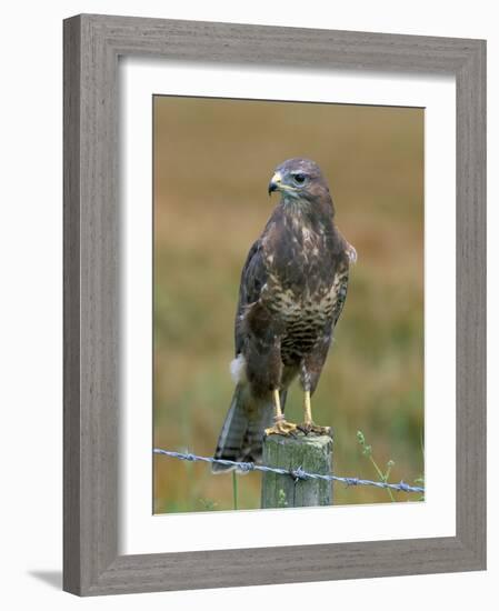 Captive Buzzard (Buteo Buteo), United Kingdom-Steve & Ann Toon-Framed Photographic Print