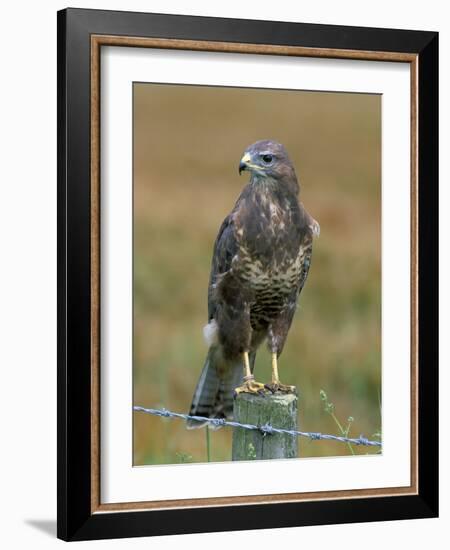 Captive Buzzard (Buteo Buteo), United Kingdom-Steve & Ann Toon-Framed Photographic Print