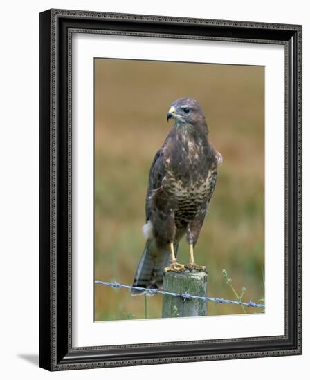 Captive Buzzard (Buteo Buteo), United Kingdom-Steve & Ann Toon-Framed Photographic Print