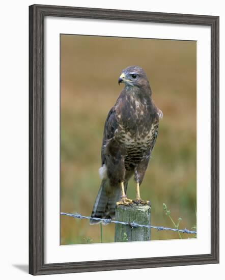 Captive Buzzard (Buteo Buteo), United Kingdom-Steve & Ann Toon-Framed Photographic Print