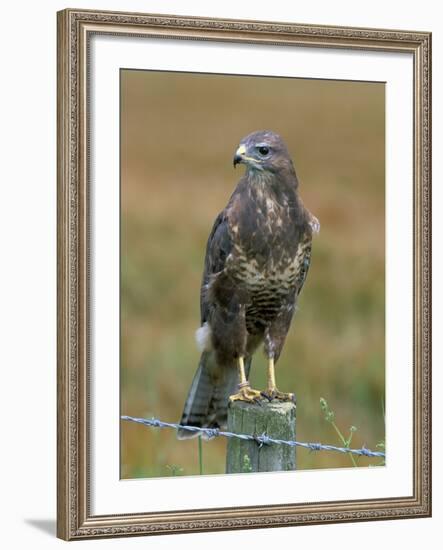 Captive Buzzard (Buteo Buteo), United Kingdom-Steve & Ann Toon-Framed Photographic Print