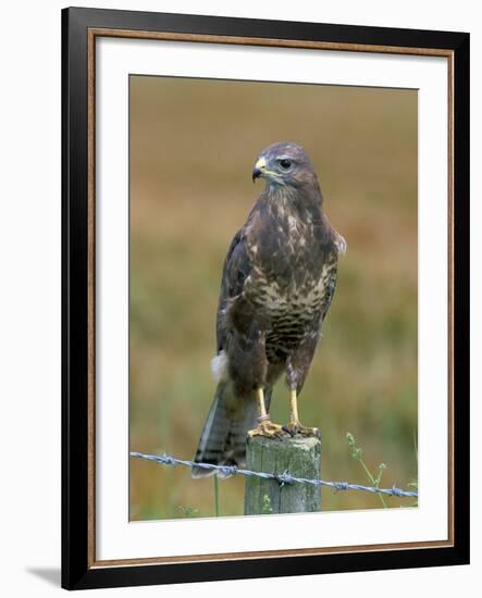 Captive Buzzard (Buteo Buteo), United Kingdom-Steve & Ann Toon-Framed Photographic Print