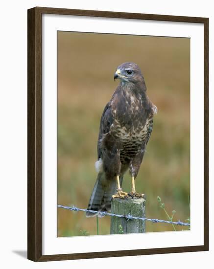 Captive Buzzard (Buteo Buteo), United Kingdom-Steve & Ann Toon-Framed Photographic Print