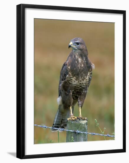 Captive Buzzard (Buteo Buteo), United Kingdom-Steve & Ann Toon-Framed Photographic Print