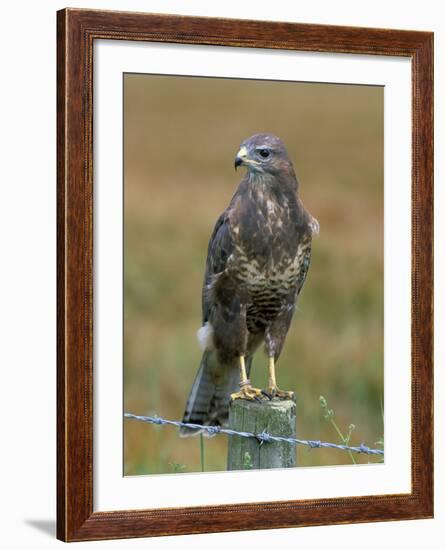 Captive Buzzard (Buteo Buteo), United Kingdom-Steve & Ann Toon-Framed Photographic Print