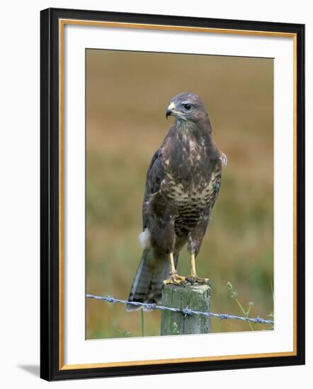 Captive Buzzard (Buteo Buteo), United Kingdom-Steve & Ann Toon-Framed Photographic Print