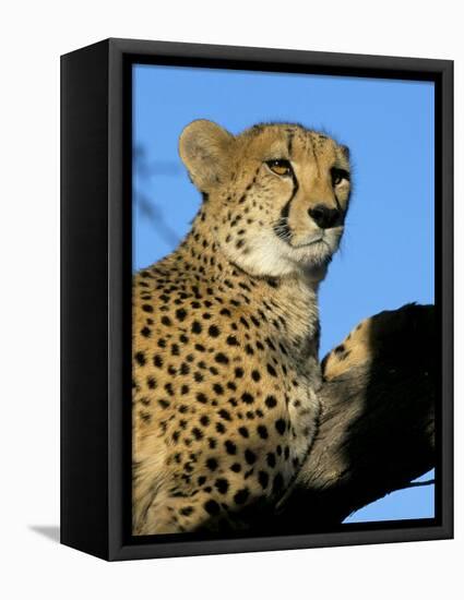 Captive Cheetah (Acinonyx Jubatus) in a Tree, Namibia, Africa-Steve & Ann Toon-Framed Premier Image Canvas