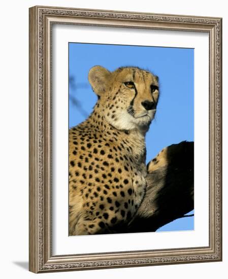 Captive Cheetah (Acinonyx Jubatus) in a Tree, Namibia, Africa-Steve & Ann Toon-Framed Photographic Print