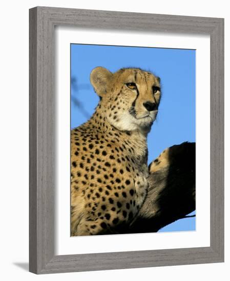 Captive Cheetah (Acinonyx Jubatus) in a Tree, Namibia, Africa-Steve & Ann Toon-Framed Photographic Print