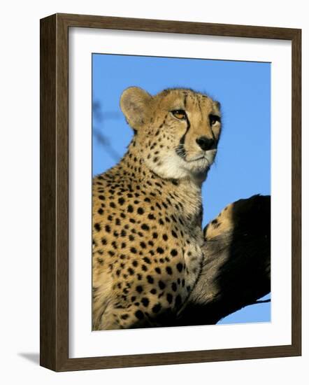Captive Cheetah (Acinonyx Jubatus) in a Tree, Namibia, Africa-Steve & Ann Toon-Framed Photographic Print