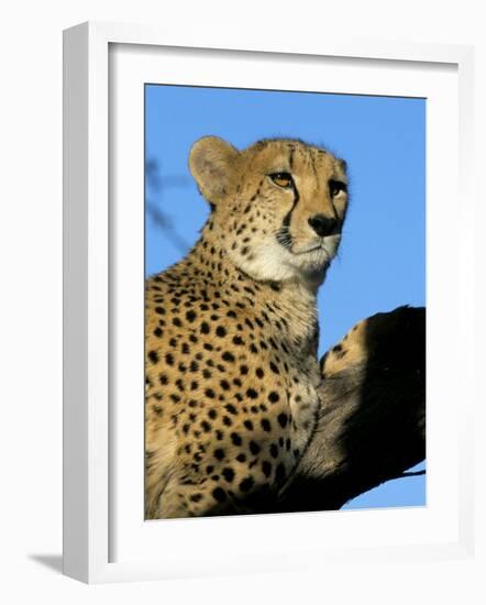 Captive Cheetah (Acinonyx Jubatus) in a Tree, Namibia, Africa-Steve & Ann Toon-Framed Photographic Print