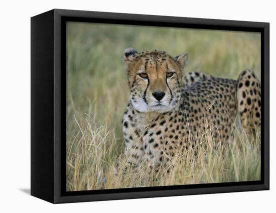 Captive Cheetah (Acinonyx Jubatus), Namibia, Africa-Steve & Ann Toon-Framed Premier Image Canvas