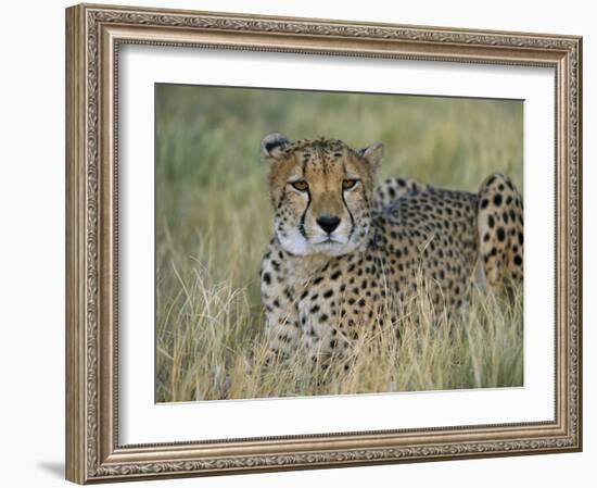 Captive Cheetah (Acinonyx Jubatus), Namibia, Africa-Steve & Ann Toon-Framed Photographic Print