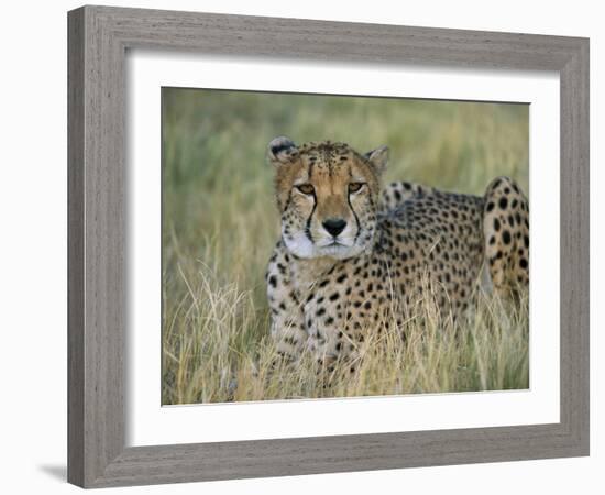 Captive Cheetah (Acinonyx Jubatus), Namibia, Africa-Steve & Ann Toon-Framed Photographic Print