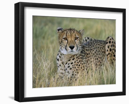 Captive Cheetah (Acinonyx Jubatus), Namibia, Africa-Steve & Ann Toon-Framed Photographic Print