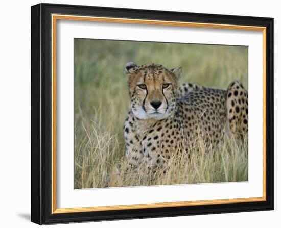 Captive Cheetah (Acinonyx Jubatus), Namibia, Africa-Steve & Ann Toon-Framed Photographic Print