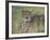 Captive Cheetah (Acinonyx Jubatus), Namibia, Africa-Steve & Ann Toon-Framed Photographic Print