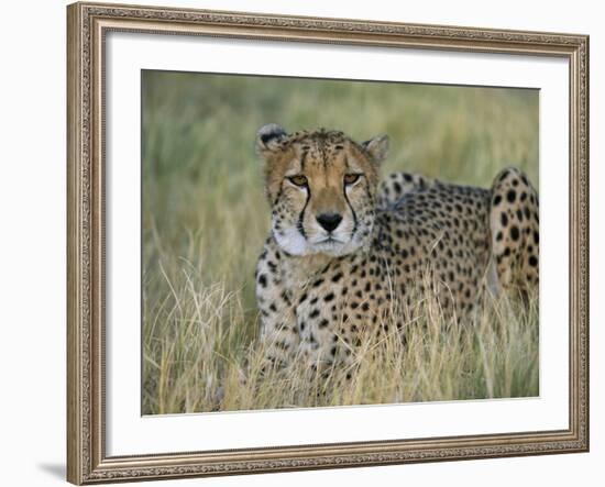 Captive Cheetah (Acinonyx Jubatus), Namibia, Africa-Steve & Ann Toon-Framed Photographic Print