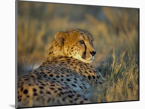 Captive Cheetah (Acinonyx Jubatus), Namibia, Africa-Steve & Ann Toon-Mounted Photographic Print