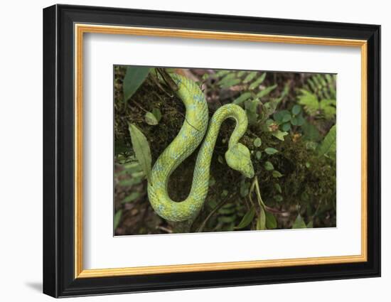 Captive Eyelash Viper, Bothriechis Schlegelii, Coastal Ecuador-Pete Oxford-Framed Photographic Print