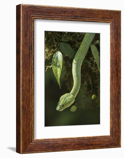 Captive Eyelash Viper, Bothriechis Schlegelii, Coastal Ecuador-Pete Oxford-Framed Photographic Print