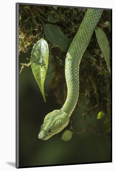 Captive Eyelash Viper, Bothriechis Schlegelii, Coastal Ecuador-Pete Oxford-Mounted Photographic Print