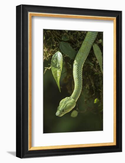 Captive Eyelash Viper, Bothriechis Schlegelii, Coastal Ecuador-Pete Oxford-Framed Photographic Print